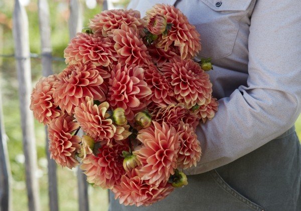 Dahlia hortensis Portofino
