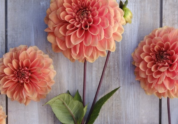 Dahlia hortensis Portofino