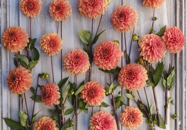 Dahlia hortensis Portofino