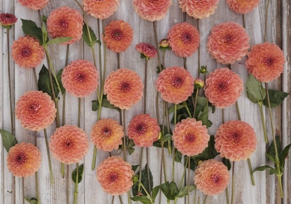 Dahlia hortensis Orange Breeze