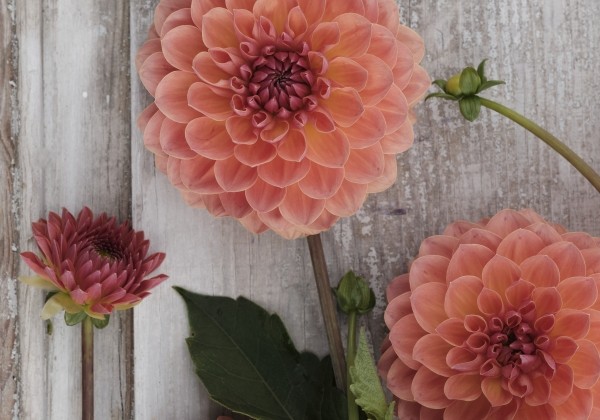 Dahlia hortensis Orange Breeze