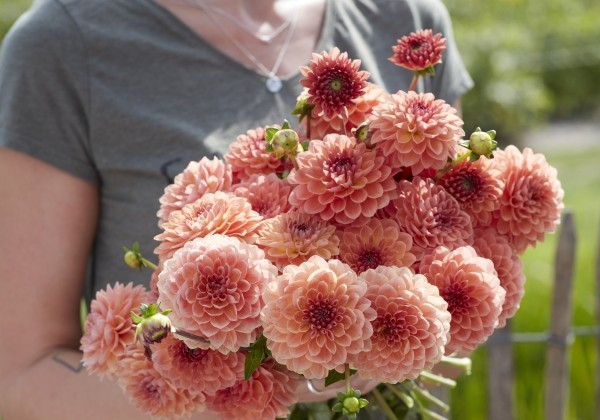 Dahlia hortensis Orange Breeze