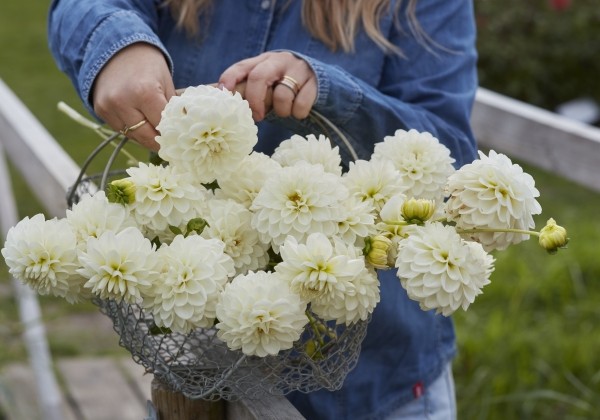 Dahlia hortensis Opportunity
