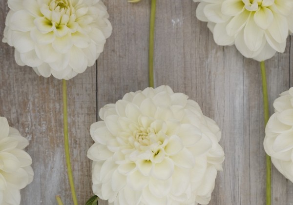 Dahlia hortensis Opportunity