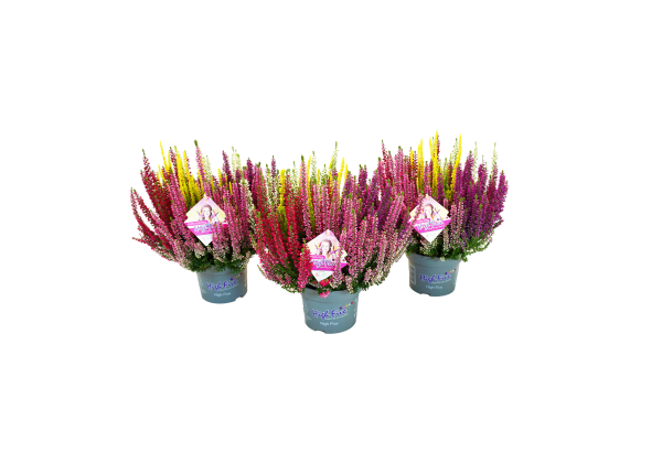 Calluna vulgaris Beauty Ladies High Five (13cm)