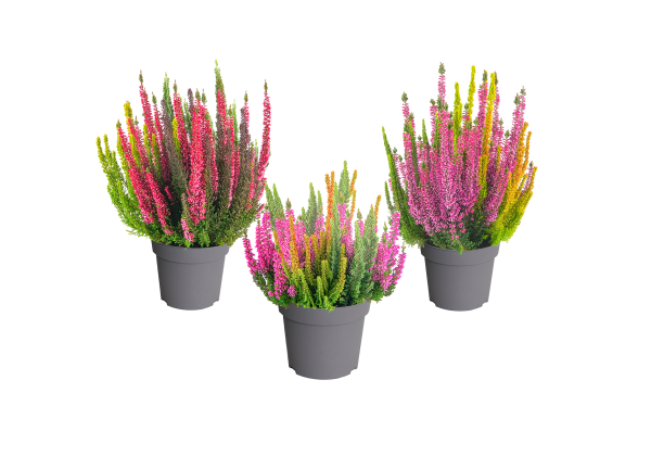 Calluna vulgaris Beauty Ladies Colorado Lights (13cm)