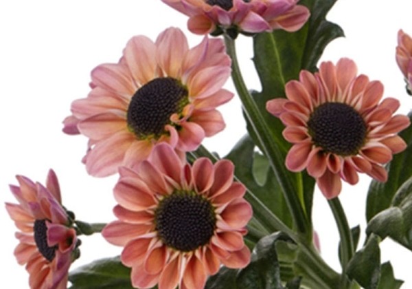 Chrysanthemum, Santini Yin Yang Smokey