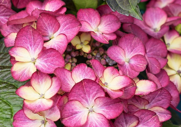 Hydrangea macrophylla Teller Dark Angel blue (14 cm)