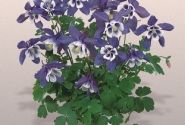 Aquilegia hybrida Spring Magic Blue and White