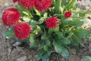 Bellis perennis Roggli Red