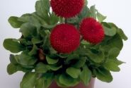 Bellis perennis Tasso Red