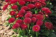 Bellis perennis Tasso Red