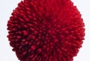 Bellis perennis Tasso Red
