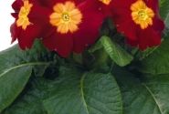 Primula elatior Piano Red