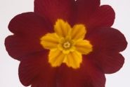 Primula elatior Piano Red
