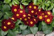 Primula elatior Piano Red