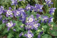 Aquilegia caerulea Spring Magic Navy and White
