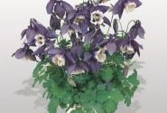 Aquilegia caerulea Spring Magic Navy and White