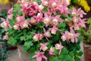 Aquilegia caerulea Spring Magic Rose and White