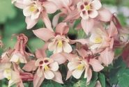 Aquilegia caerulea Spring Magic Rose and White