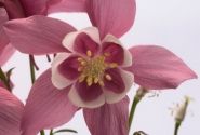 Aquilegia caerulea Spring Magic Rose and White