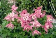 Aquilegia caerulea Spring Magic Rose and White