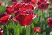 Tulipa, bārkstaina Crispy Reddino