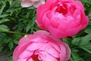 Paeonia hybride Cytherea 3/5