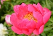 Paeonia hybride Cytherea 3/5