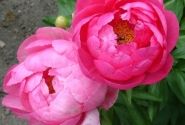 Paeonia hybride Cytherea 3/5