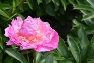 Paeonia lactiflora Glory Hallelujah 2/3