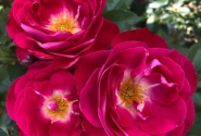 Rosa BlütenRhein, 2L podā