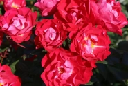Rosa BlütenRhein, 2L podā