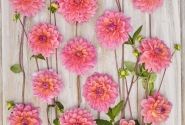 Dahlia hortensis Great Silence