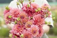 Dahlia hortensis Great Silence