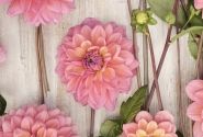 Dahlia hortensis Great Silence