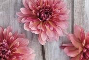Dahlia hortensis Misses Dutch