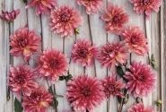 Dahlia hortensis Misses Dutch