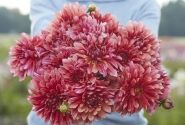 Dahlia hortensis Misses Dutch