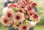 Dahlia hortensis Crème de Cognac