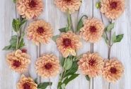 Dahlia hortensis Crème de Cognac