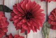 Dahlia hortensis Danique