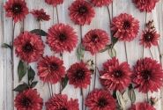 Dahlia hortensis Danique