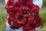 Dahlia hortensis Danique