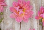 Dahlia hortensis Twiggy