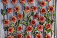 Dahlia hortensis High Fidelity