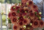Dahlia hortensis High Fidelity
