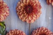 Dahlia hortensis High Fidelity