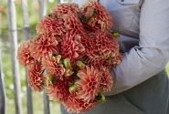 Dahlia hortensis Portofino