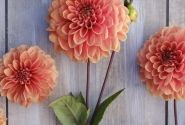 Dahlia hortensis Portofino